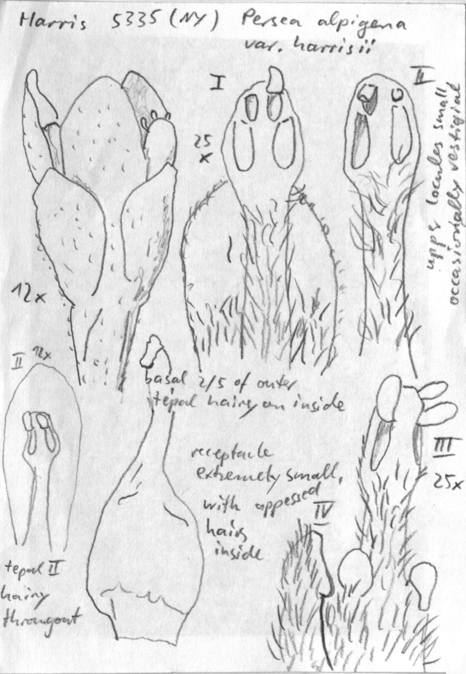 Vorschaubild Persea alpigena var. harrisii (Mez) L.E. Kopp